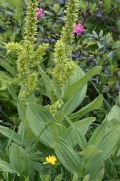 Veratrum album